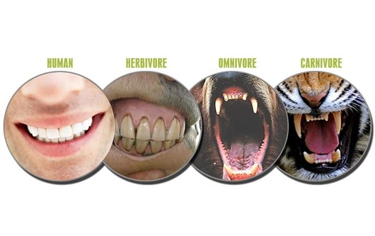 differences carnivores omnivores herbivores