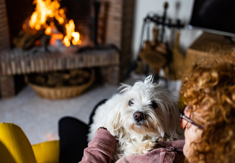 Dog is on lap of owner in the foreground and fireplace is visible in the background. Dog Dandruff