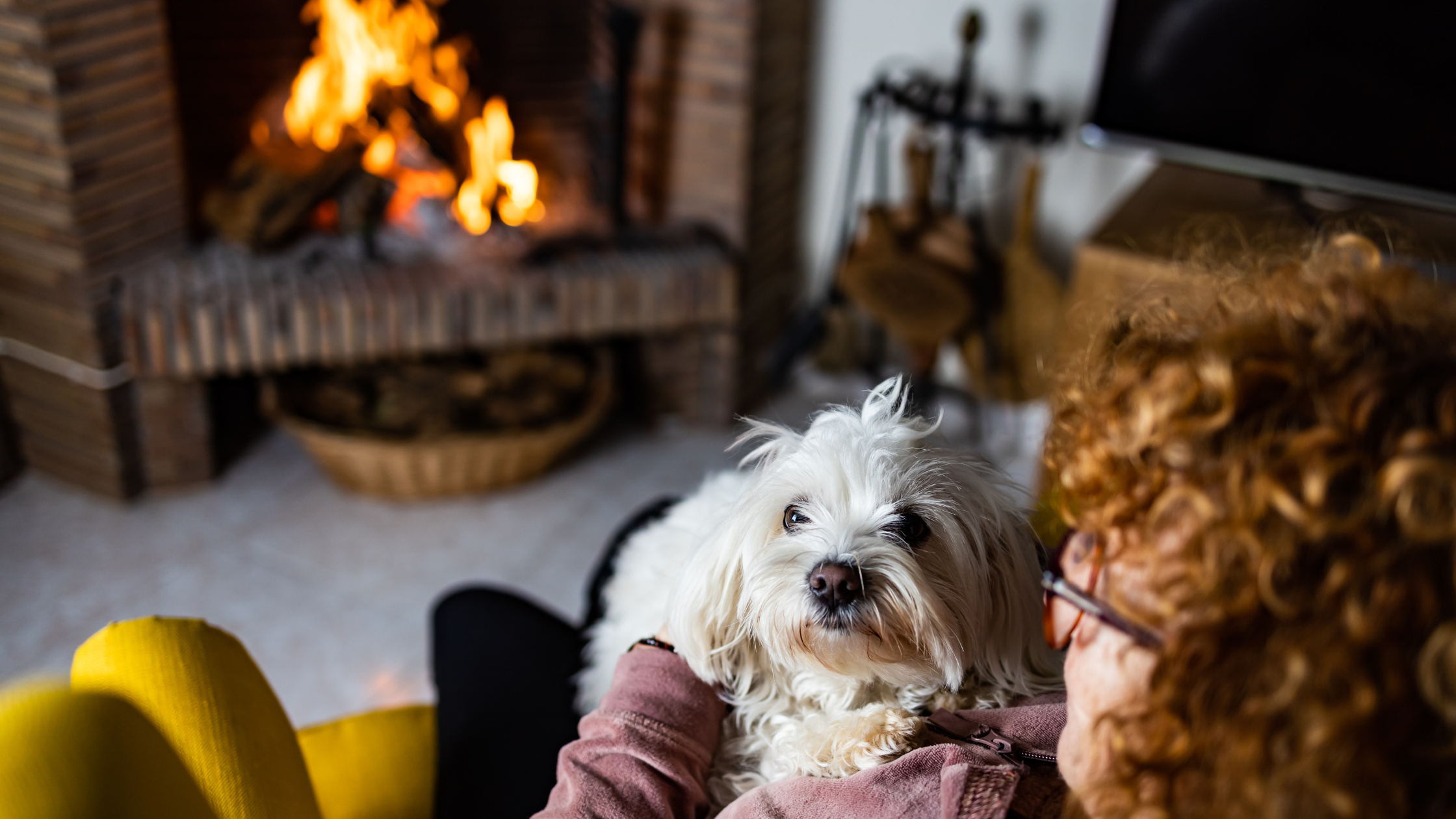 Dog is on lap of owner in the foreground and fireplace is visible in the background. Dog Dandruff